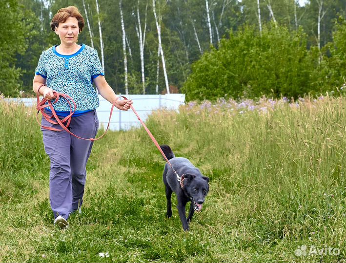 Собаки бесплатно