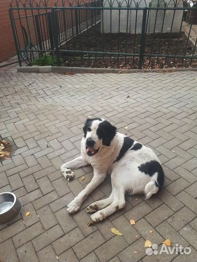 Собачья шерсть