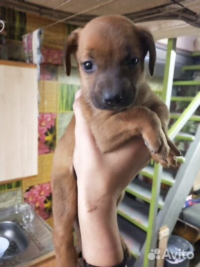 Метис лабрадора