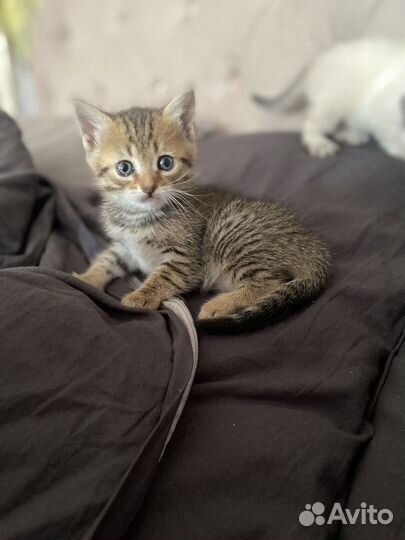 Кошечка в добрые руки