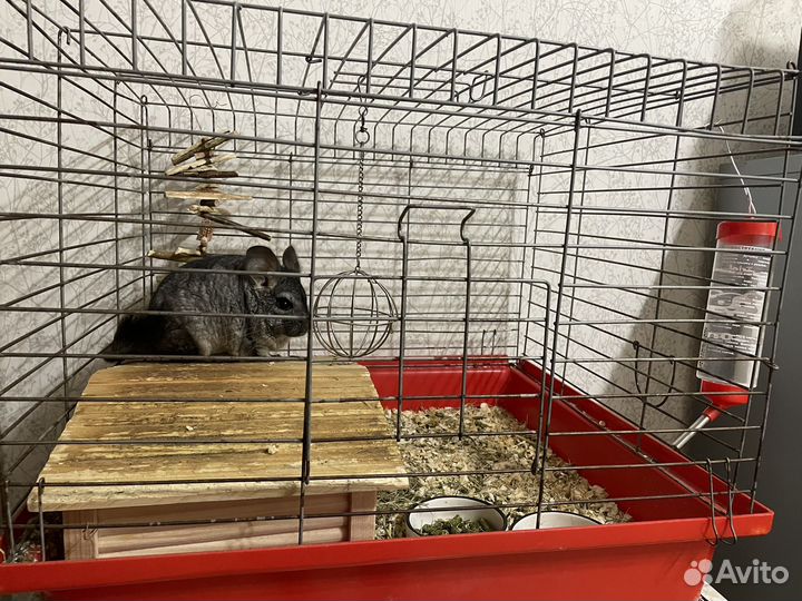 Шиншилы с клетками