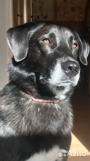 Кобель для вязки