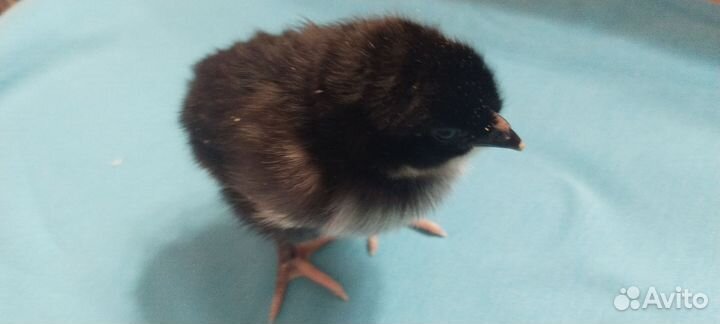 Маран черно медный и куропатчатая брама