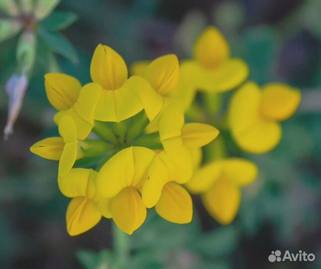 Семена Лядвенца Рогатого оптом