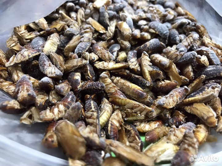 Замороженный туркменский таракан