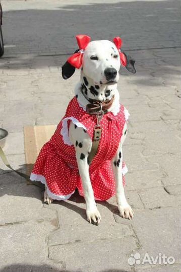 Платье для собаки