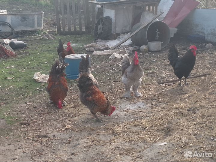 Куры петухи