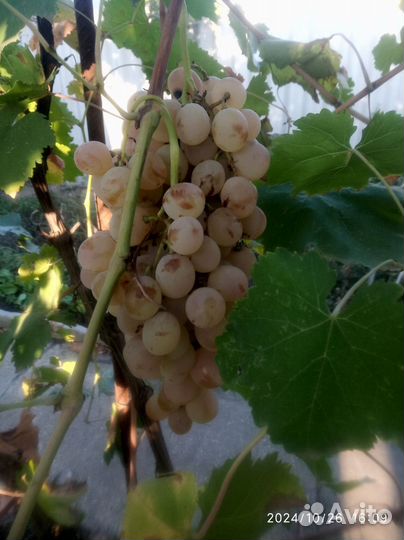 Чубуки(черенки) винограда