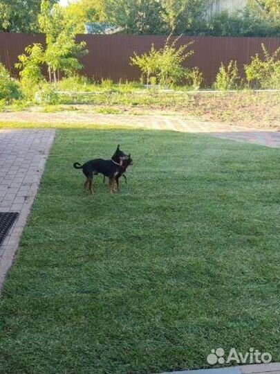 Рулонный газон от производителя с доставкой