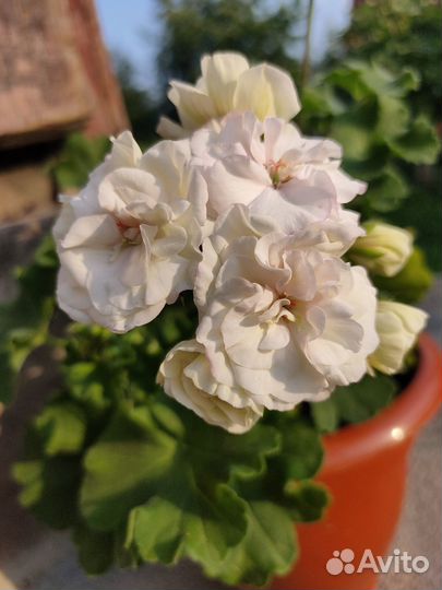 Пеларгония PAC Viva madeleine