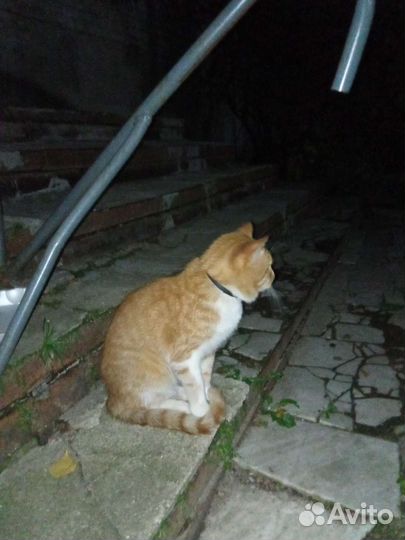 Рыжий котик