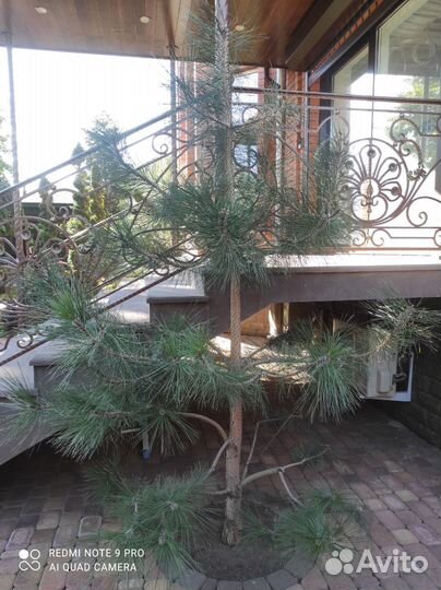 Продаю две сосны. Высота 2,5 и 3 м