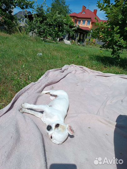 Передержка маленьких собачек