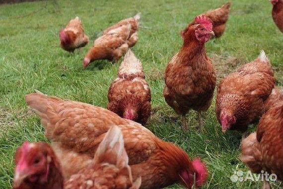 Куры несушки Белые