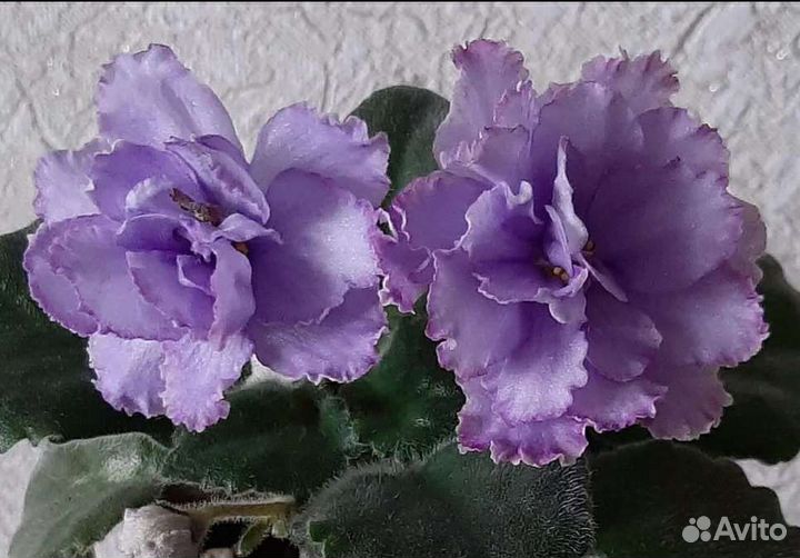 2.Сортовые фиалки