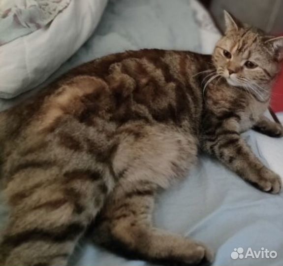 Ищем котика для свидания