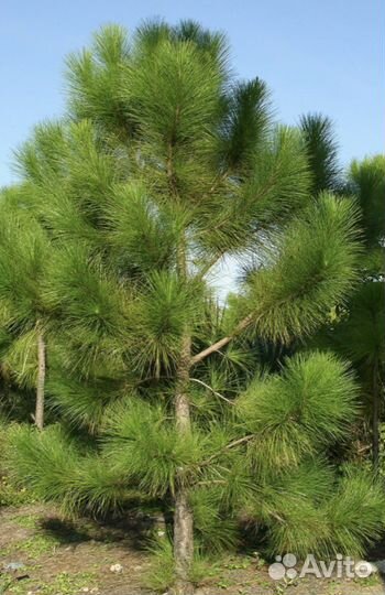 Сосна желтая семена