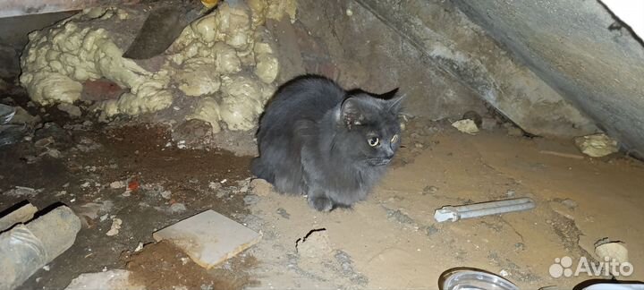 Кошка ищет Дом