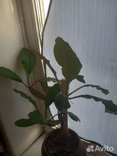 Молочай, Аморалис, декабрист