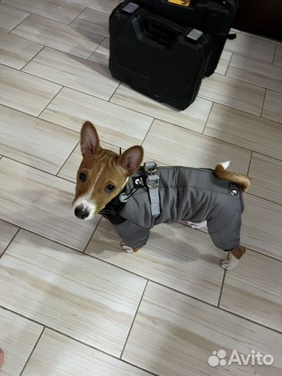 Комбинезон зимний для собак