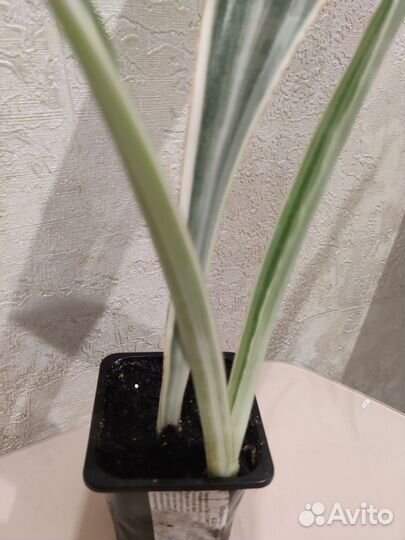 Сортовые Сансевиерии