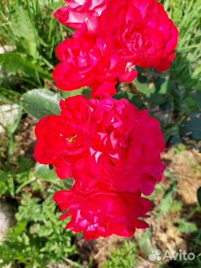 Гладиолусы