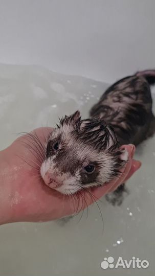 Продам хорька в связи с аллергией