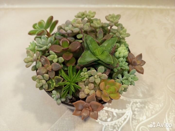 Композиция из суккулентов