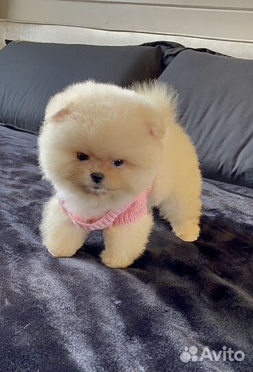 Беби фейс померанские щенки шпица