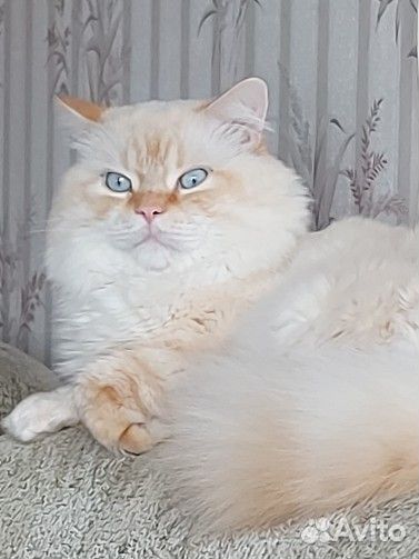 Британский кот (метис) вязка