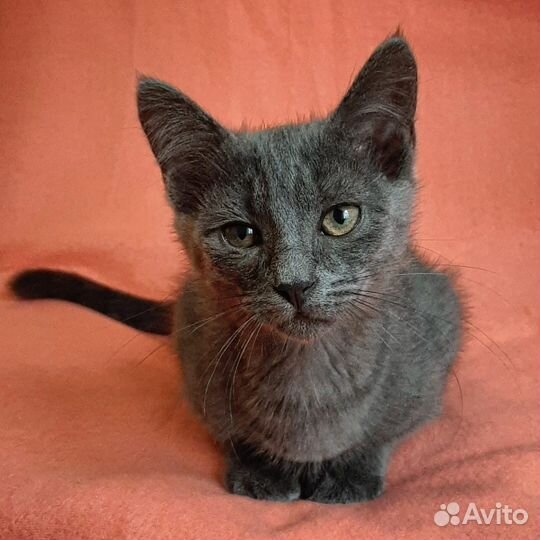 Котенок фенотип 