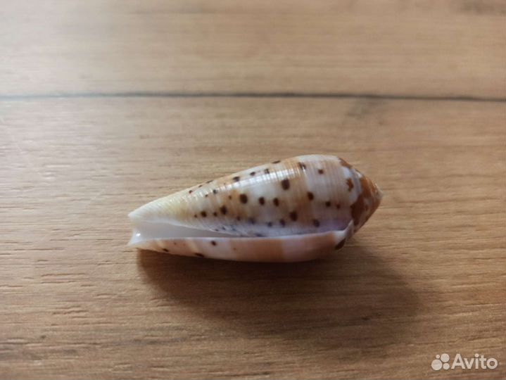 Морская раковина