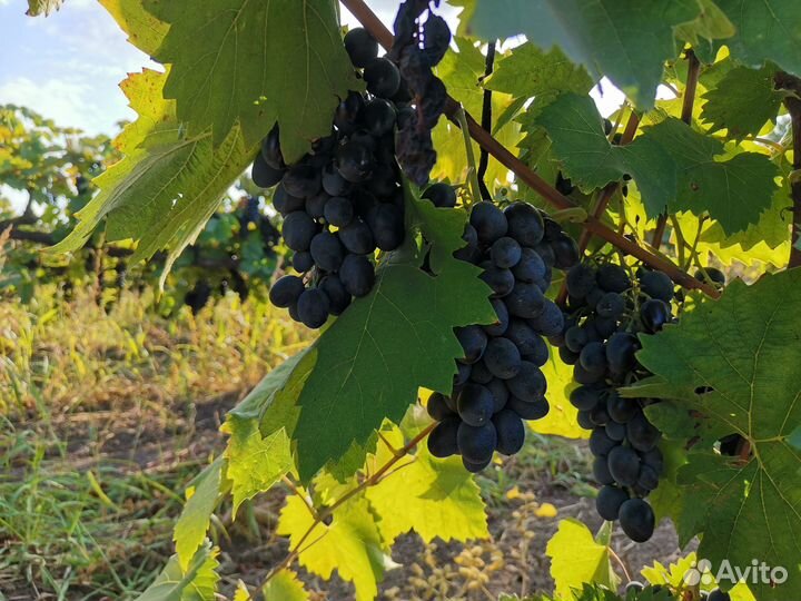 Продаю виноград сорт Молдова