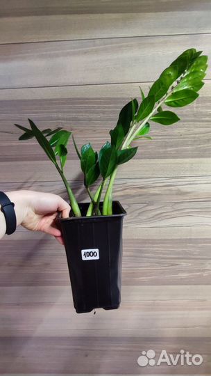 Замиокулькас