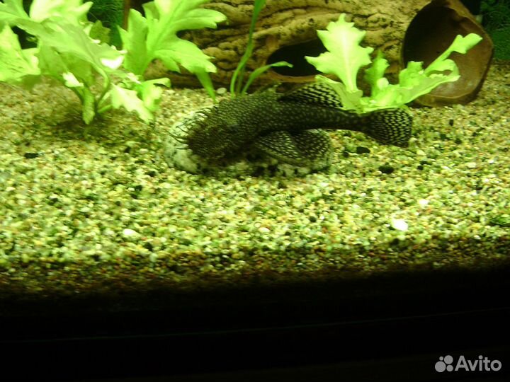 Аквариумные рыбки