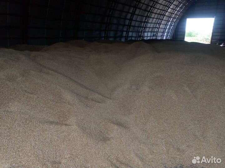 Зерно пшеница,ячмень, овес