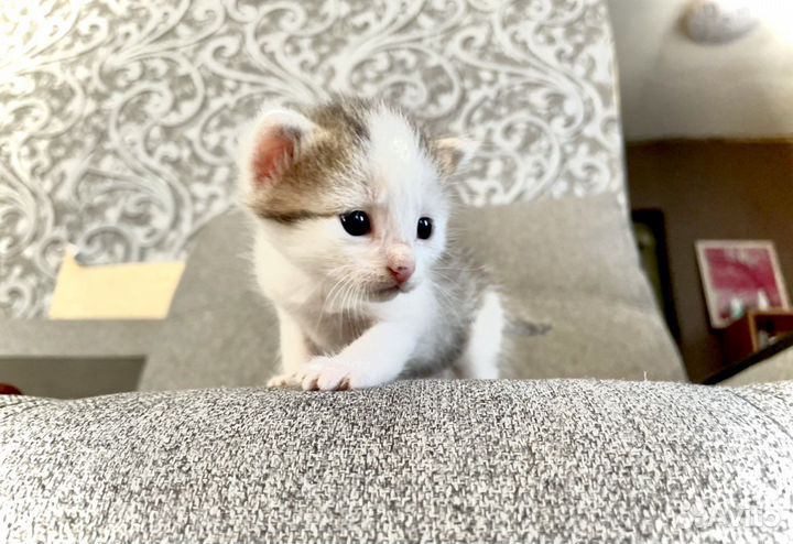 Лапочки котята