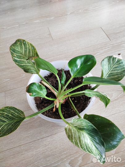 Филодендрон Биркин большой куст