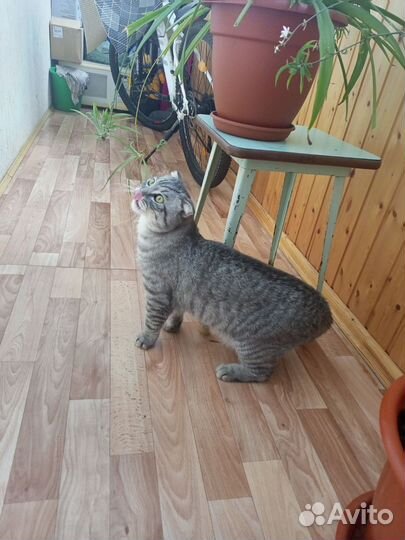 Отдам кота в добрые руки