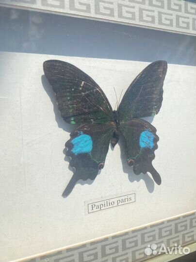 Бабочка в рамке. Papilio paris