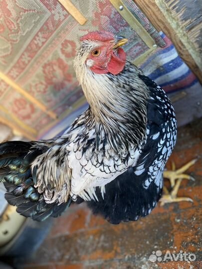 Петух виандот