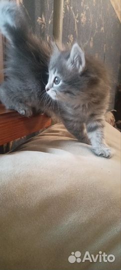 Отдам котят