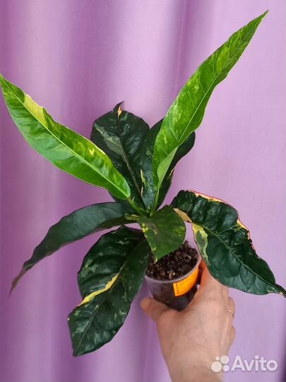 Кротоны Тайские