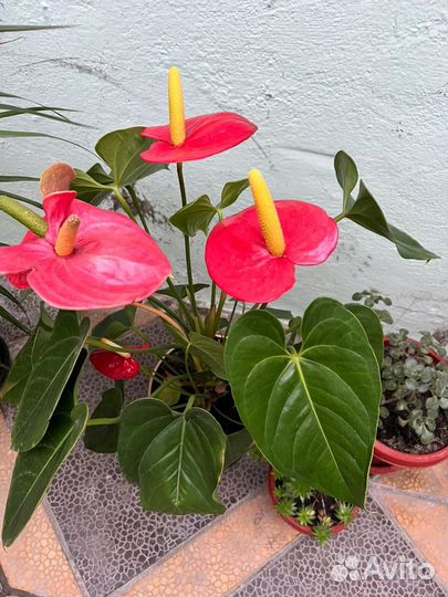 Комнатные растения