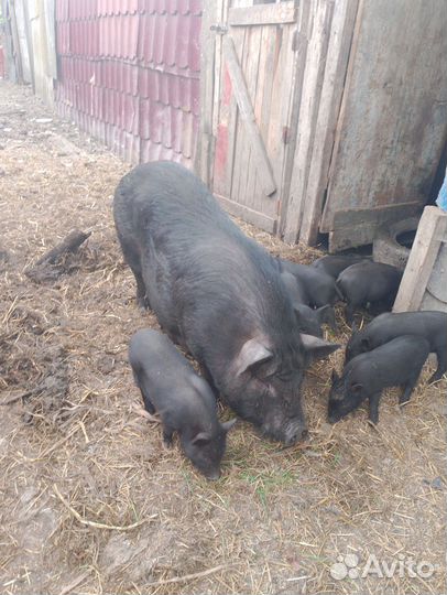 Свиноматки 2штуки