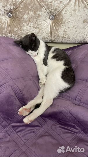 Кошки бесплатно