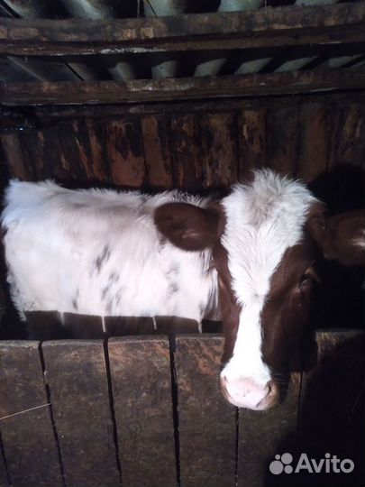 Домашние животные