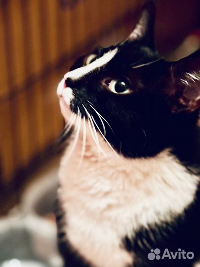 Кошечка ручная