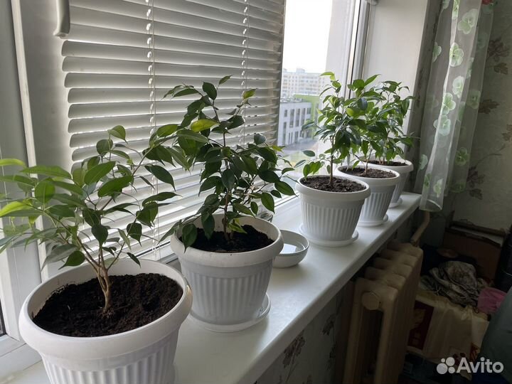 Фикус Бенджамина - f. benjamina, сорт