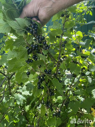 Куст черной смородины